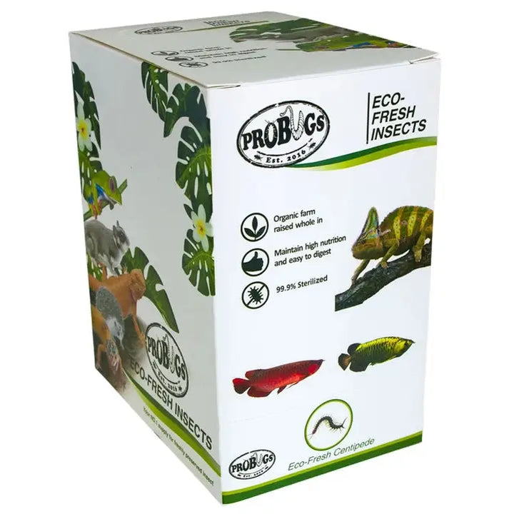 Buy ProBugs Eco Fresh Centipedes 2pcs (FBG055) Online at £68.19 from Reptile Centre