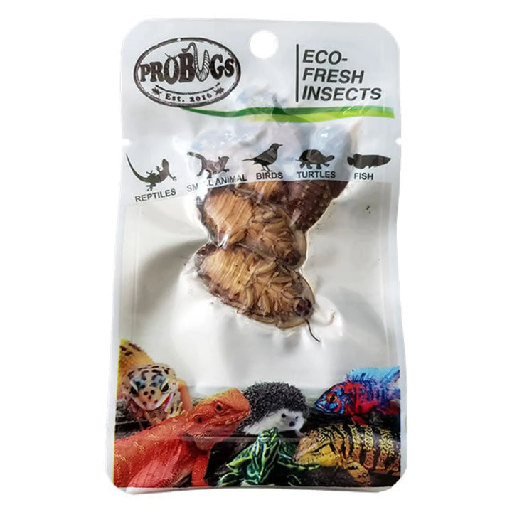 Buy ProBugs Eco Fresh Dubia Cockroachs 5pcs (Q-FBG020) Online at £2.37 from Reptile Centre