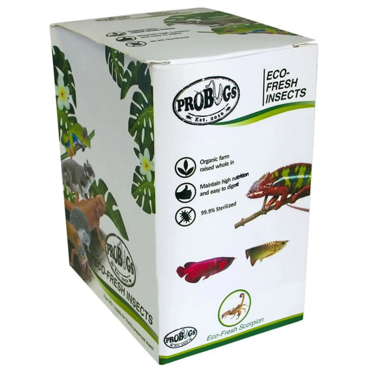 Buy ProBugs Eco Fresh Scorpions 3pcs (FBG050) Online at £50.69 from Reptile Centre