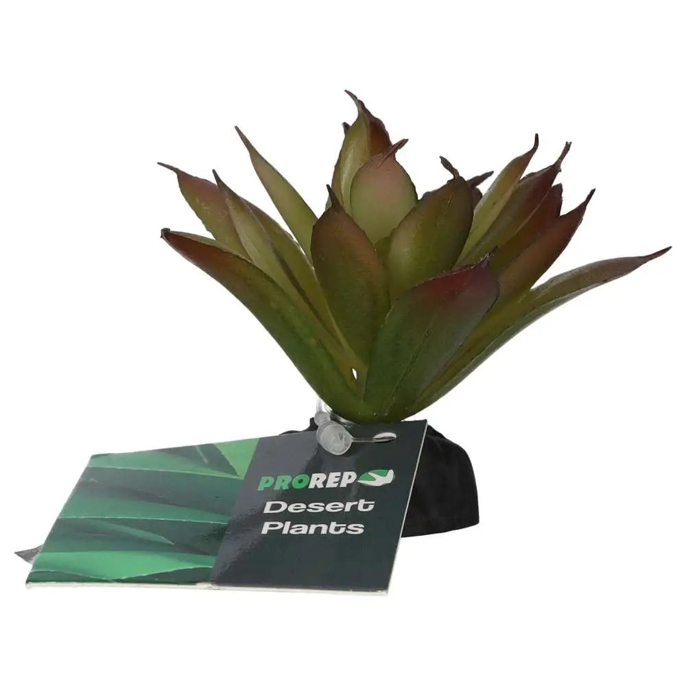 Buy ProRep Artificial Aeonium Plant online