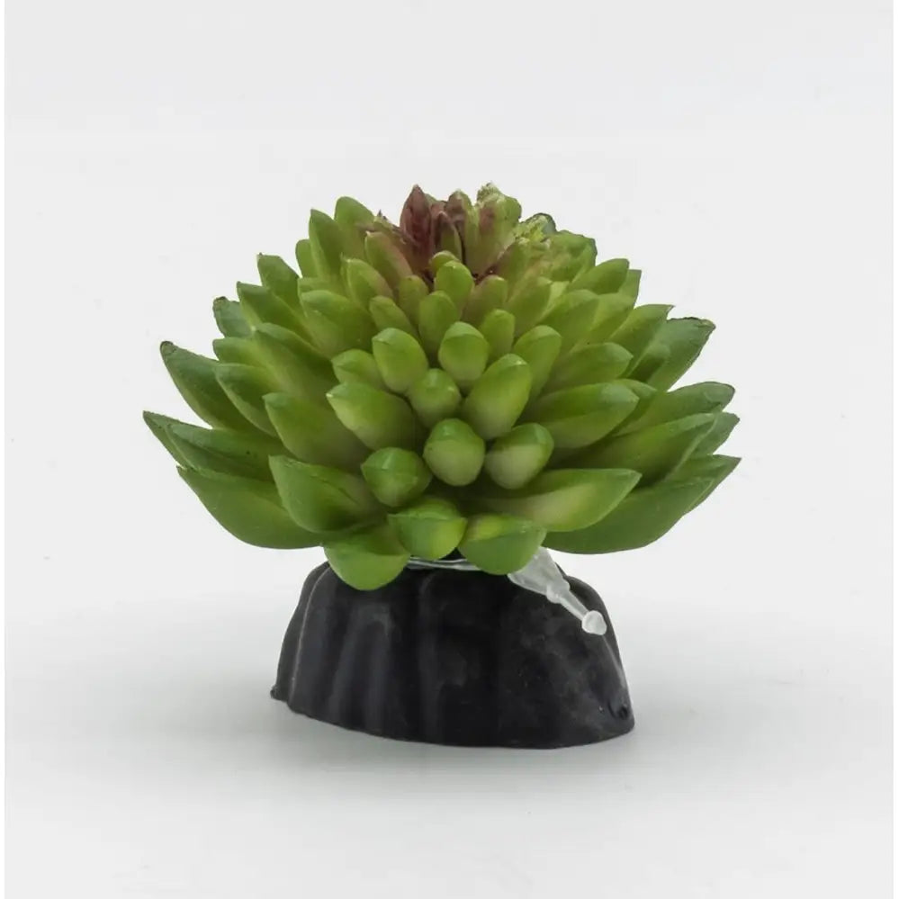 Buy ProRep Artificial E Vanvlietii Plant online