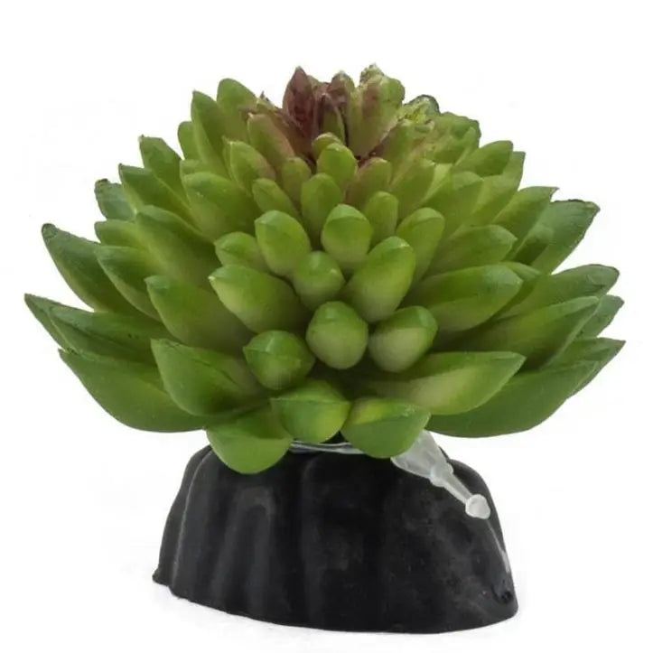 Buy ProRep Artificial E Vanvlietii Plant online