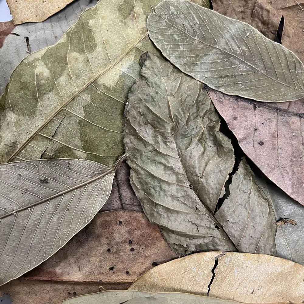 Buy ProRep Bio Life Leaf Litter Jungle online