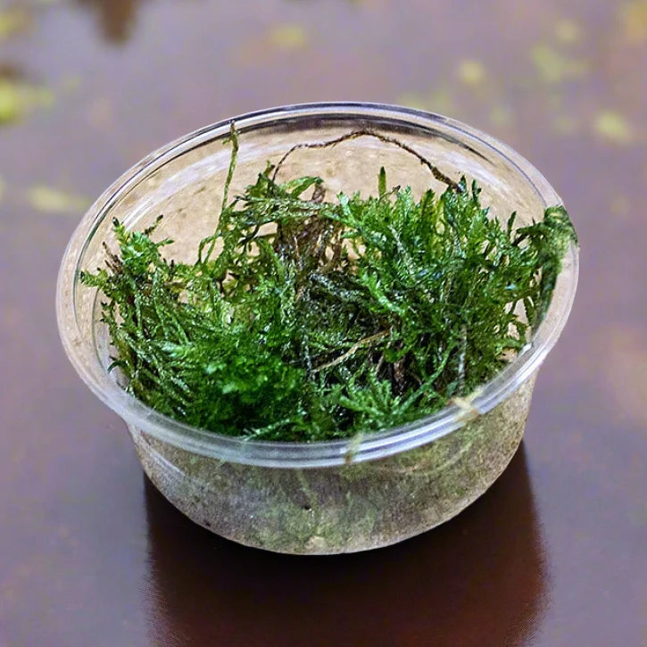 Buy ProRep Live Plant Spikey Moss (PPL612) Online at £4.74 from Reptile Centre