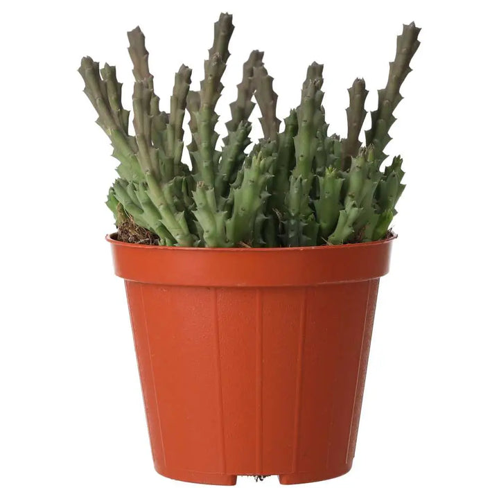 ProRep Live plant Star Flower Succulent Medium Live Plants