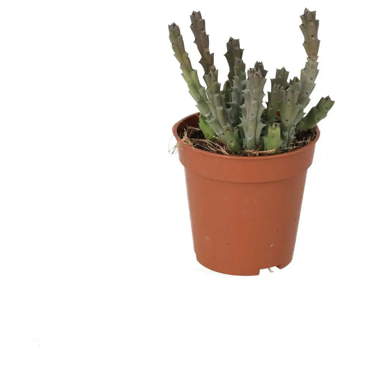 PR Live plant. Star Flower Succulent (Small) green stems with pink tips