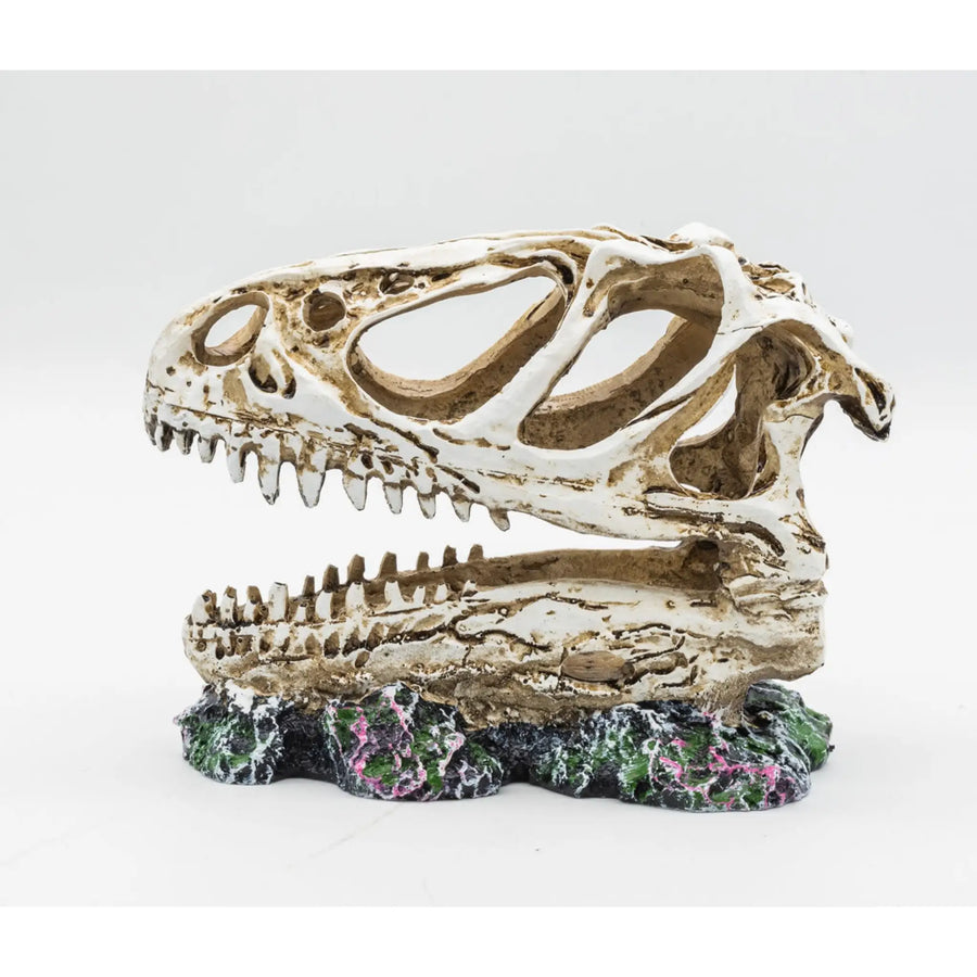 Buy ProRep Resin Allosaurus Skull 12.5x6x10cm (DPS050) Online at £13.29 from Reptile Centre