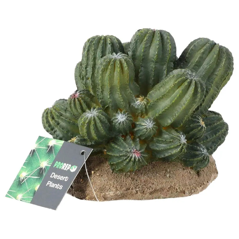 Buy ProRep Resin Cactus Cluster online
