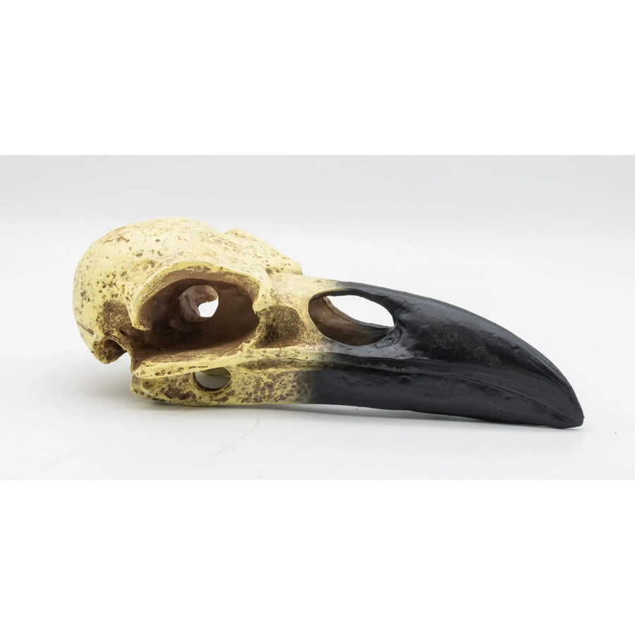 Buy ProRep Resin Corvid Skull 15.5x6.5x5.5cm (DPS085) Online at £8.89 from Reptile Centre
