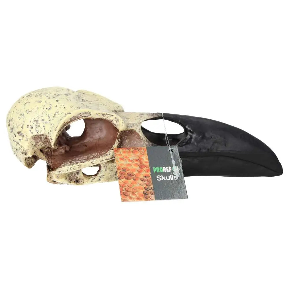 Buy ProRep Resin Corvid Skull online