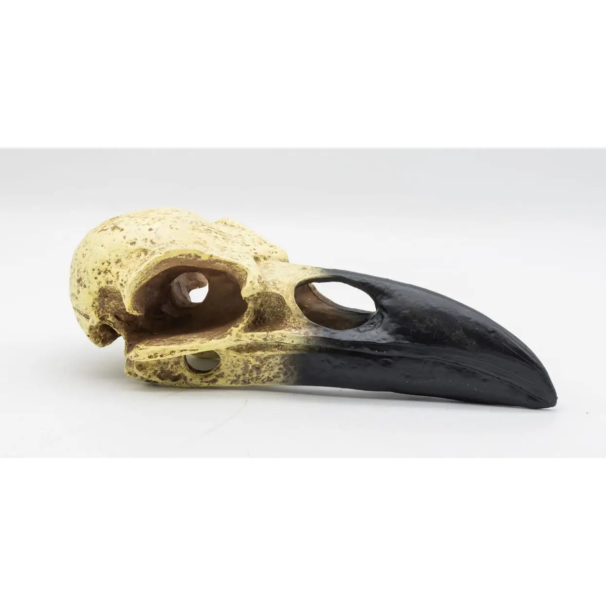 ProRep Resin Corvid Skull