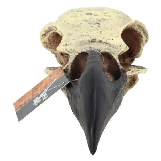 Buy ProRep Resin Corvid Skull online