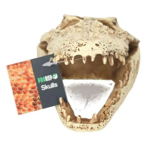 Buy ProRep Resin Crocodile Skull online
