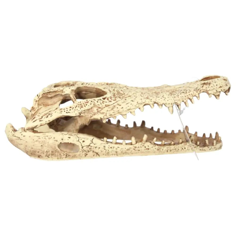 Buy ProRep Resin Crocodile Skull online