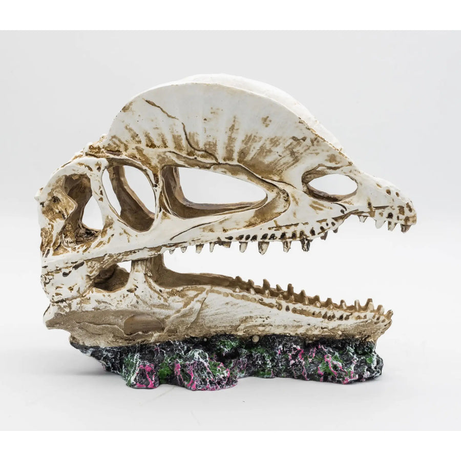 Buy ProRep Resin Dilophosaurus Skull 19x9x14cm (DPS045) Online at £22.09 from Reptile Centre