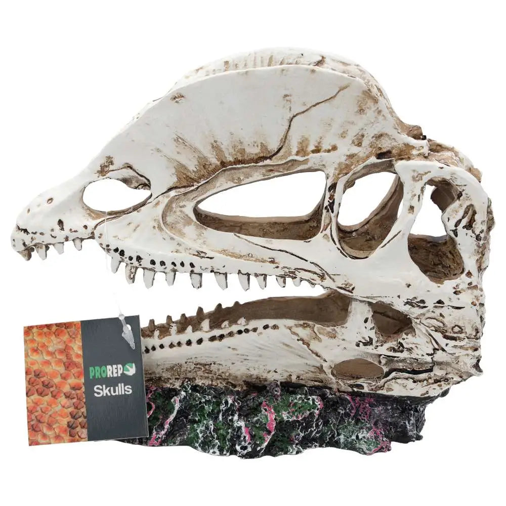 Buy ProRep Resin Dilophosaurus Skull online
