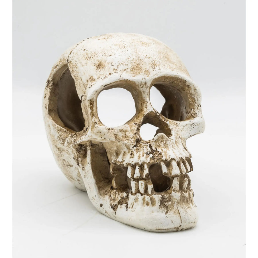 Buy ProRep Resin Human Skull 15x10x11.5cm (DPS090) Online at £11.99 from Reptile Centre