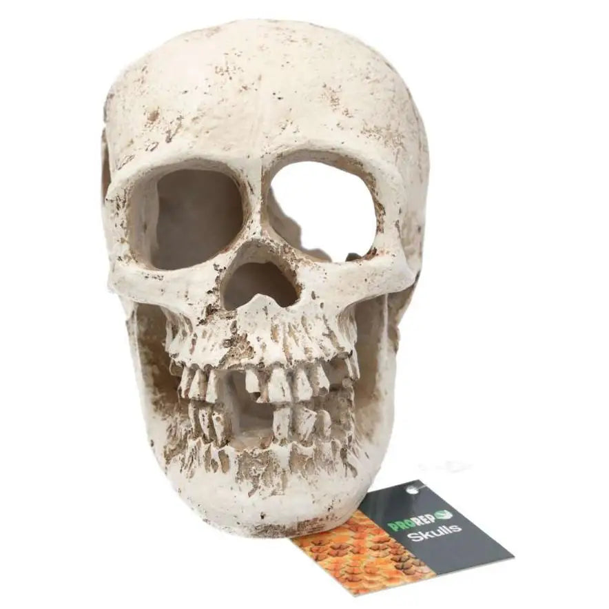 Buy ProRep Resin Human Skull online