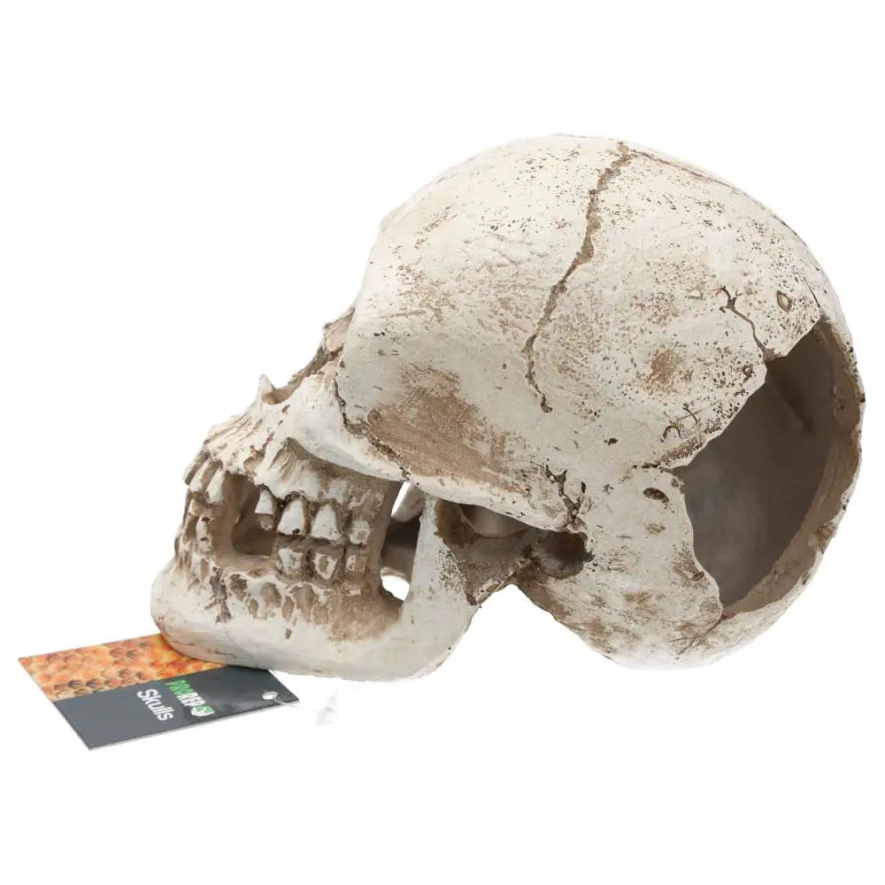 Buy ProRep Resin Human Skull online