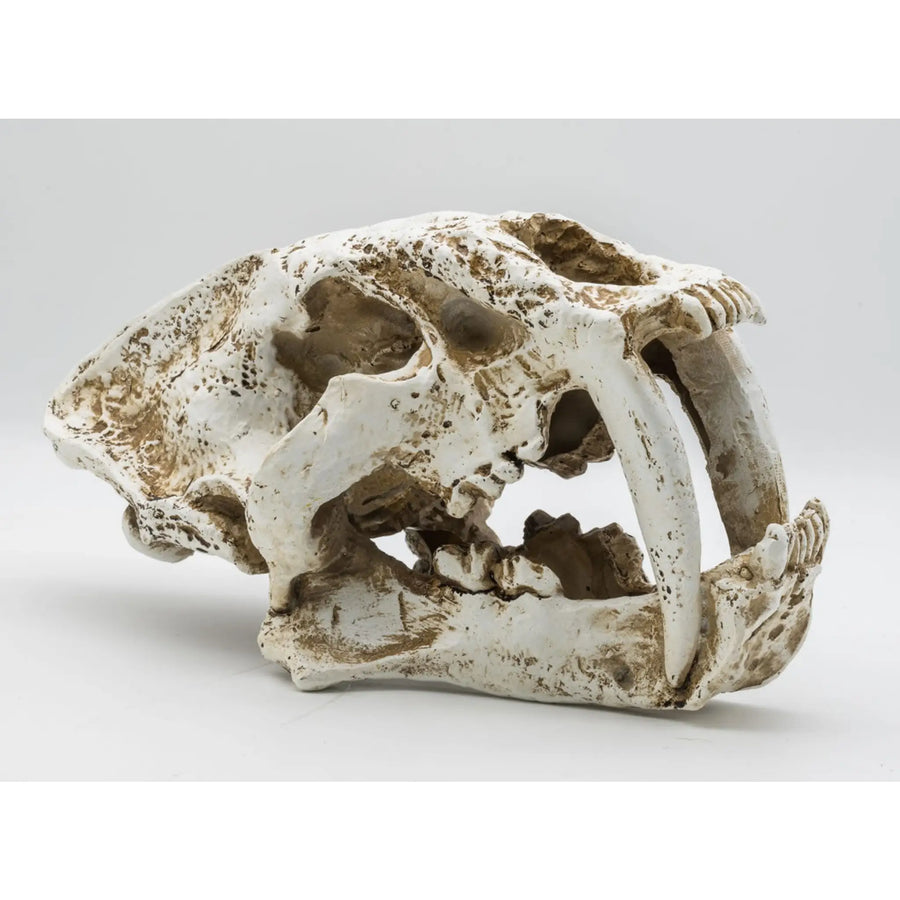 Buy ProRep Resin Smilodon Skull 1 26.5x14.5x15.5cm (DPS055) Online at £22.99 from Reptile Centre
