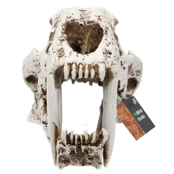 Prorep Resin Smilodon Skull Decor