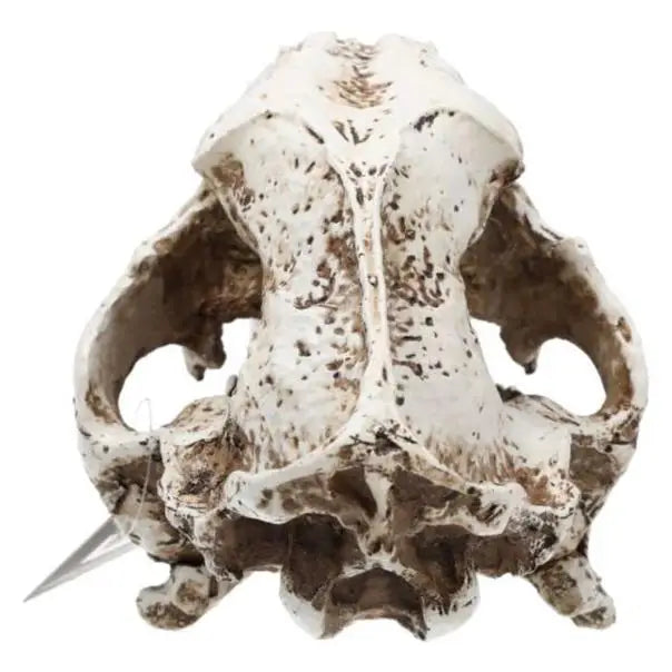 Prorep Resin Smilodon Skull Decor