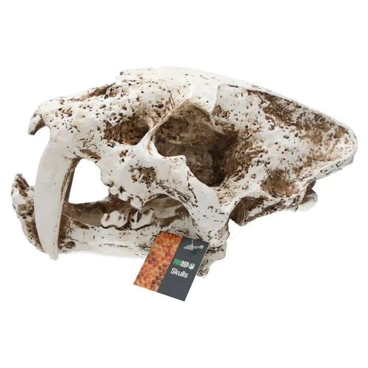 Prorep Resin Smilodon Skull Decor