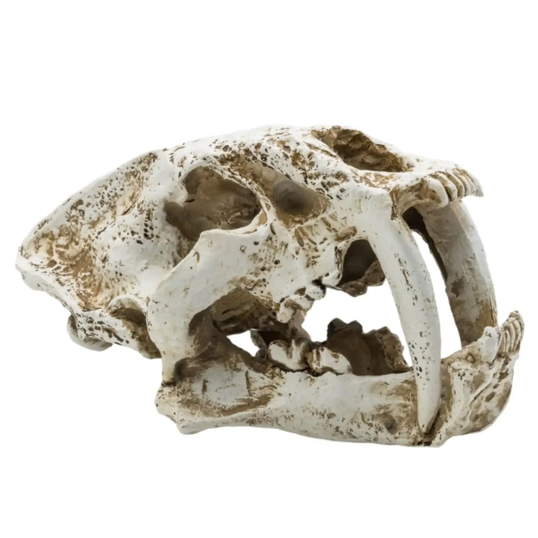 Prorep Resin Smilodon Skull Large Decor