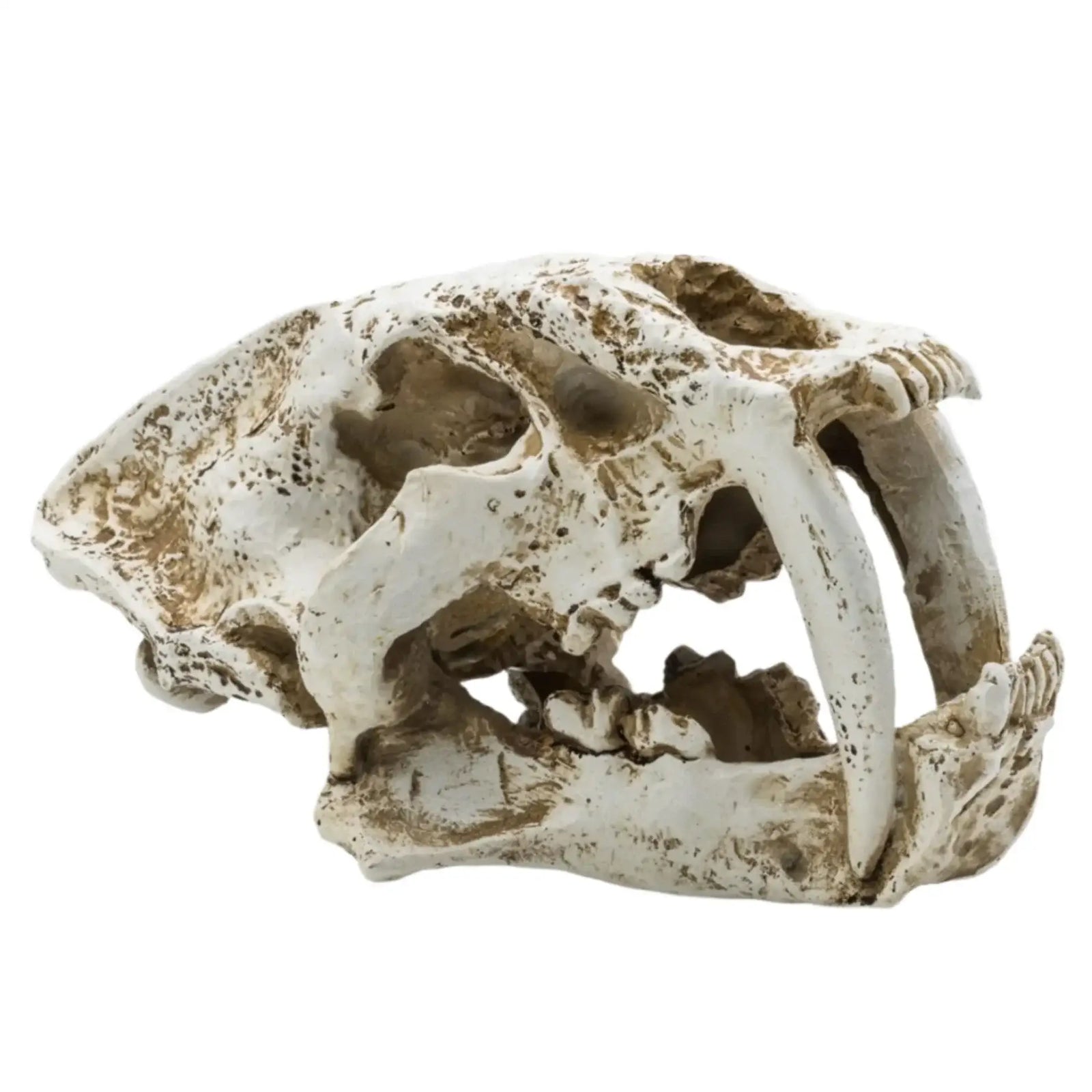 Buy ProRep Resin Smilodon Skull online