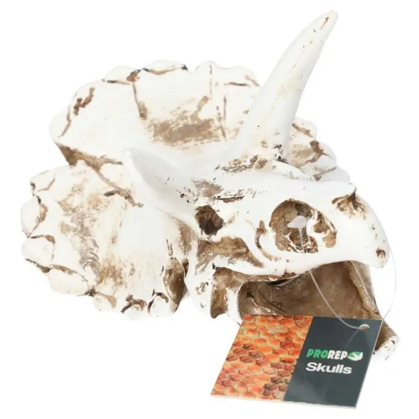 Buy ProRep Resin Triceratops Skull online