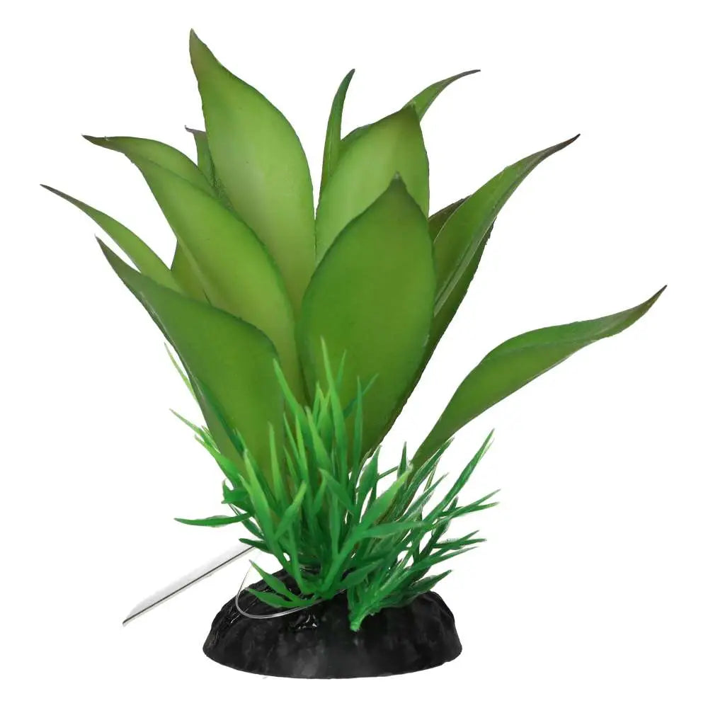 Buy ProRep Sanseviria Plant online