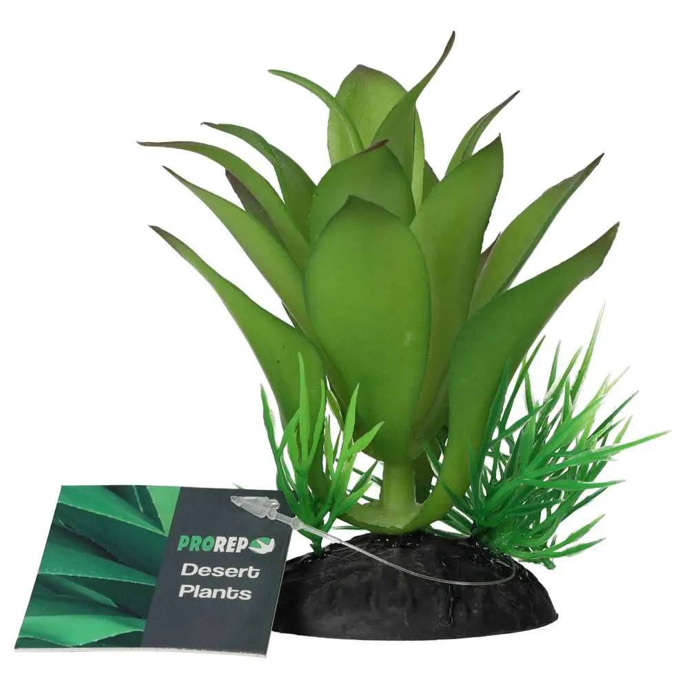 Buy ProRep Sanseviria Plant online
