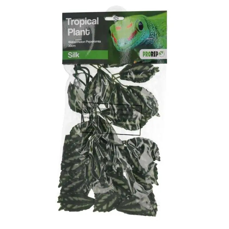 Buy ProRep Watermelon Peperomia Silk Hanging Plant online