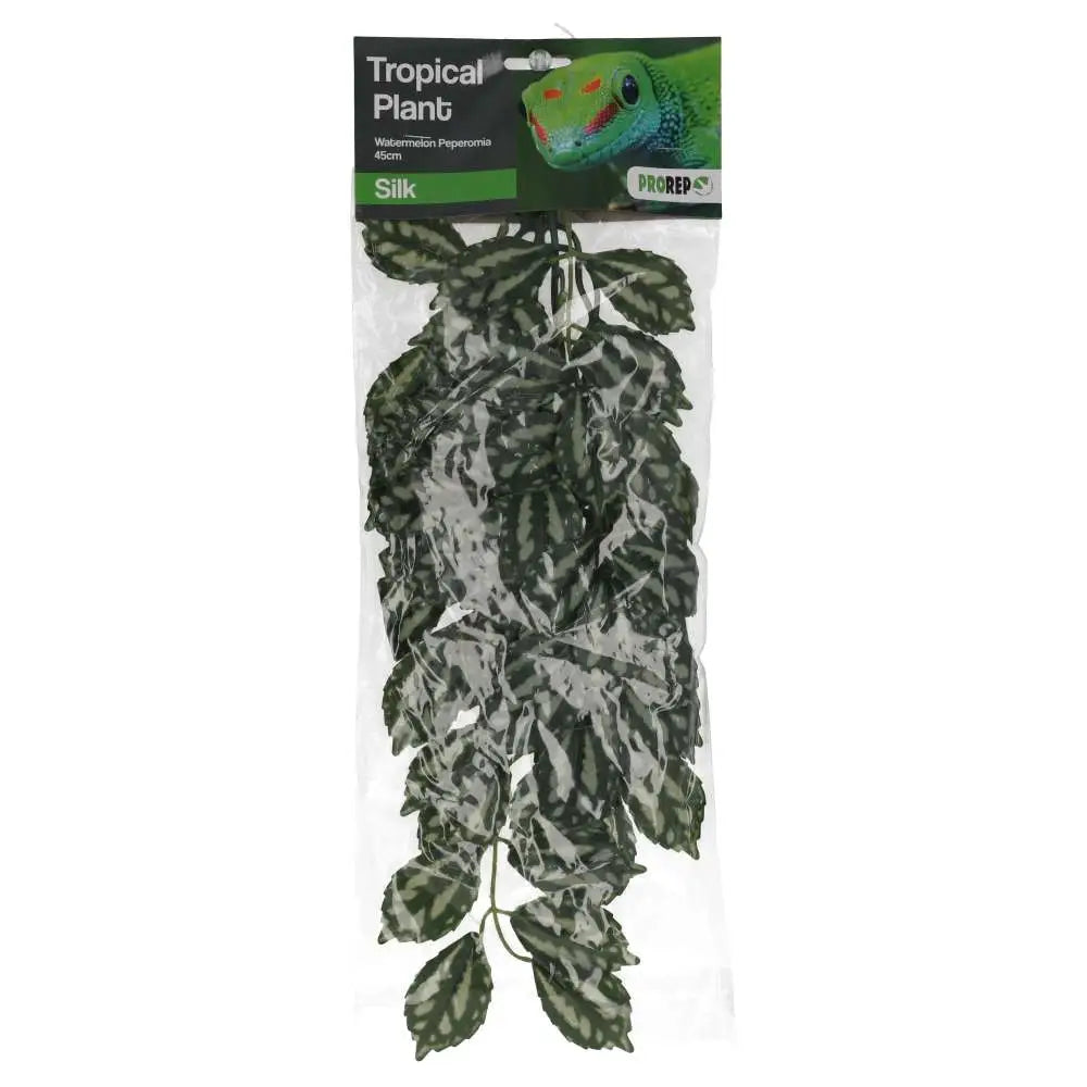 Buy ProRep Watermelon Peperomia Silk Hanging Plant online