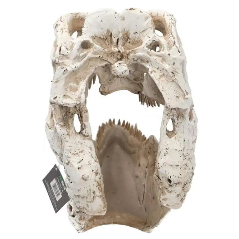 Prorep Xl T-Rex Skull Decor