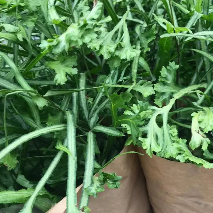 Buy Pteris Fern (Pteris sp.) online