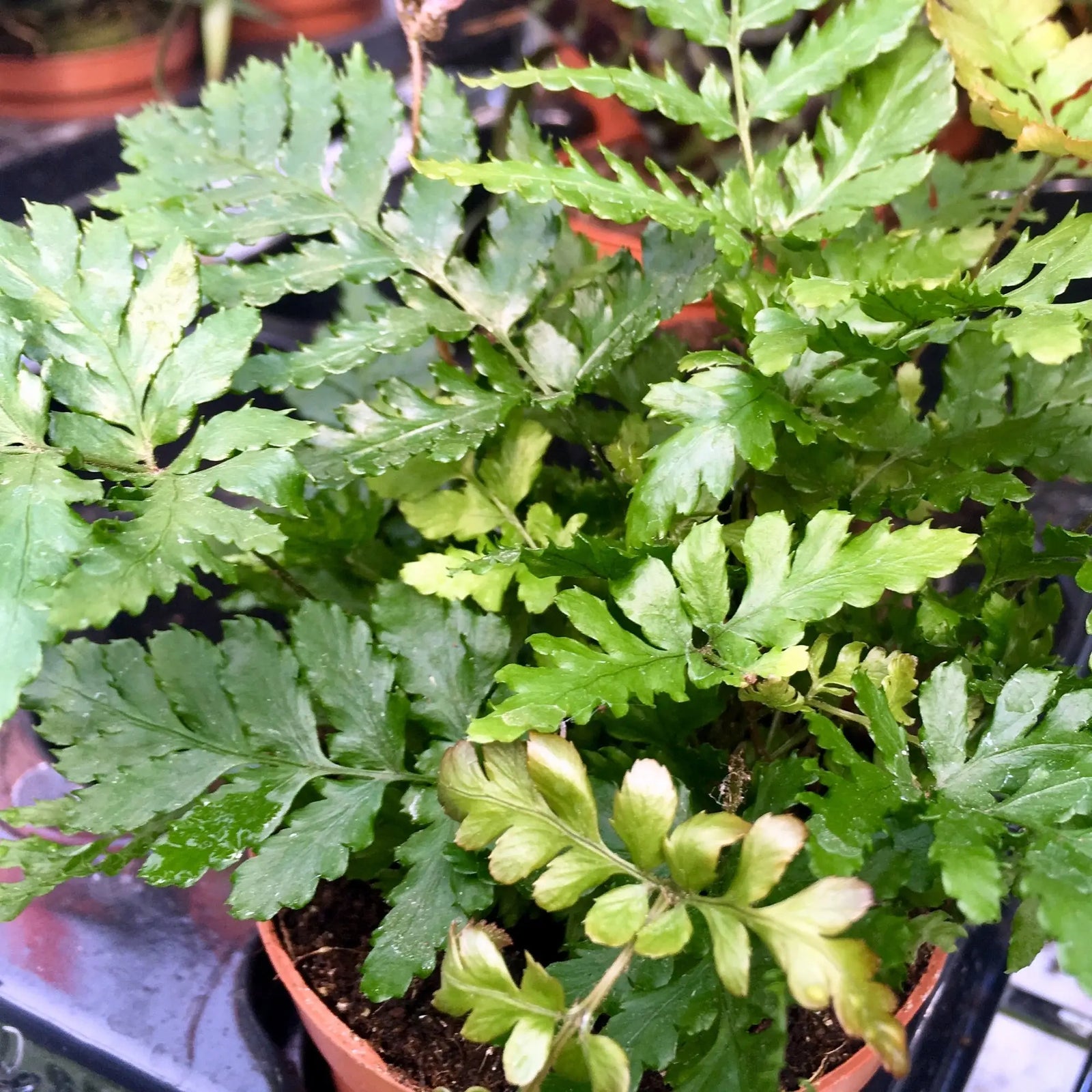 Buy Pteris Fern (Pteris sp.) online
