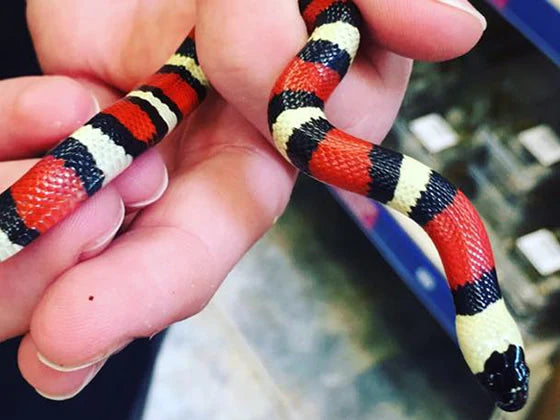 Milk Snakes For Sale