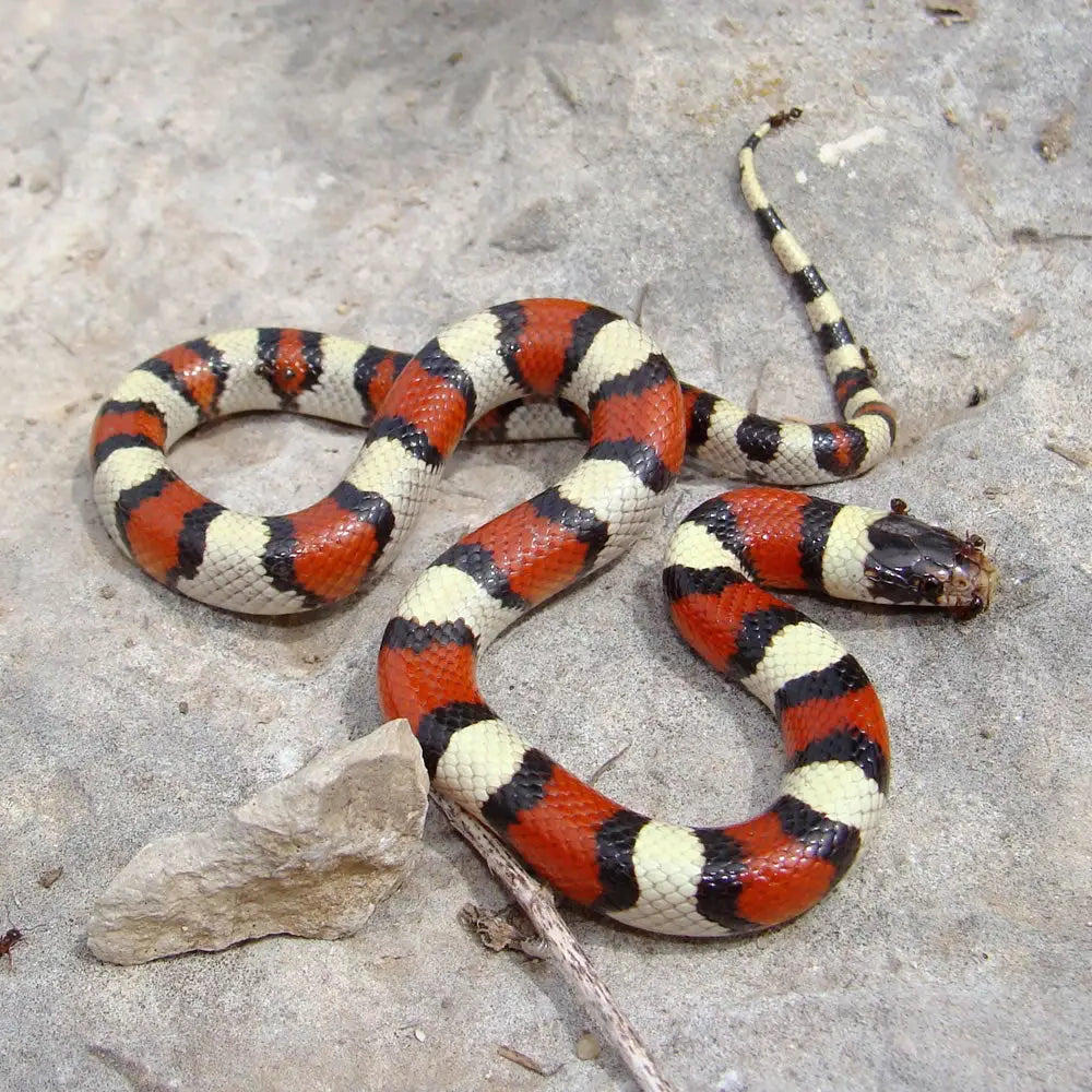 Buy Pueblan Milk Snake Setup online