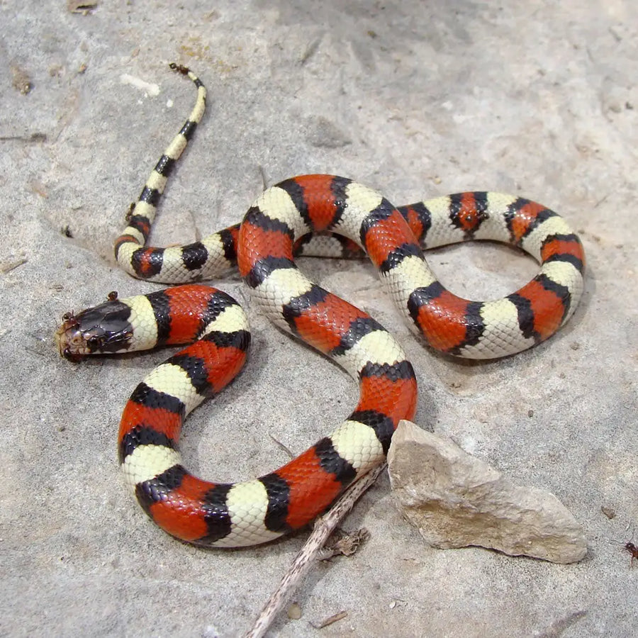 Pueblan Milk Snake Setup