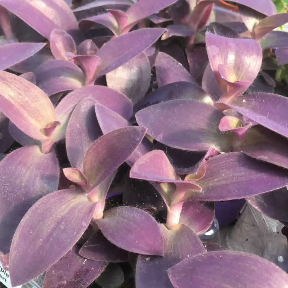 Buy Purple Heart Tradescantia (Tradiscantia pallida) (PPL257L) Online at £9.49 from Reptile Centre