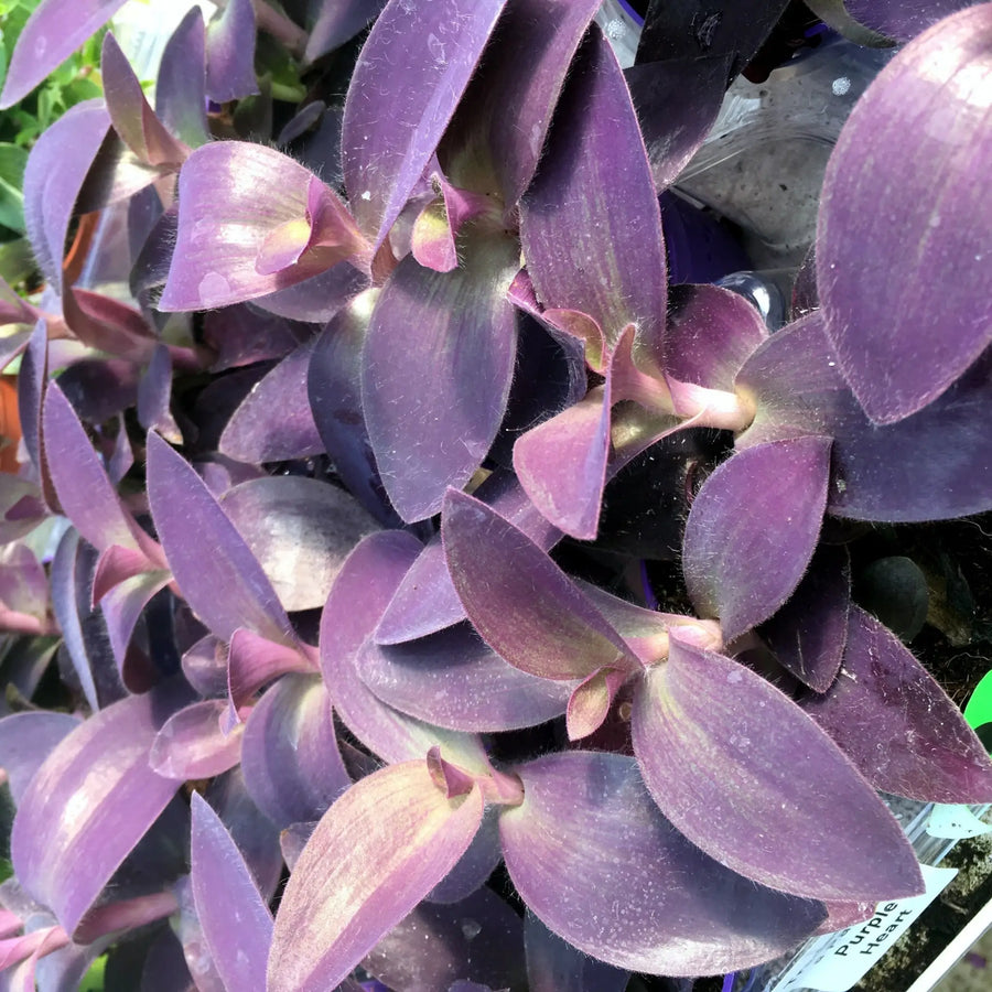 Buy Purple Heart Tradescantia (Tradiscantia pallida) (PPL257) Online at £3.79 from Reptile Centre