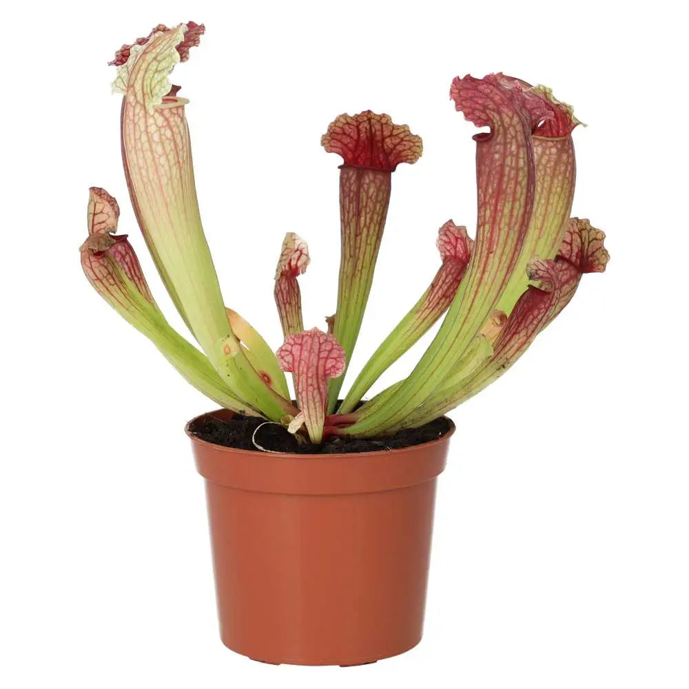 Buy Purple Trumpet Pitcher Plant (Sarracenia sp.) online