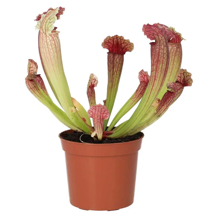 Buy Purple Trumpet Pitcher Plant (Sarracenia sp.) online