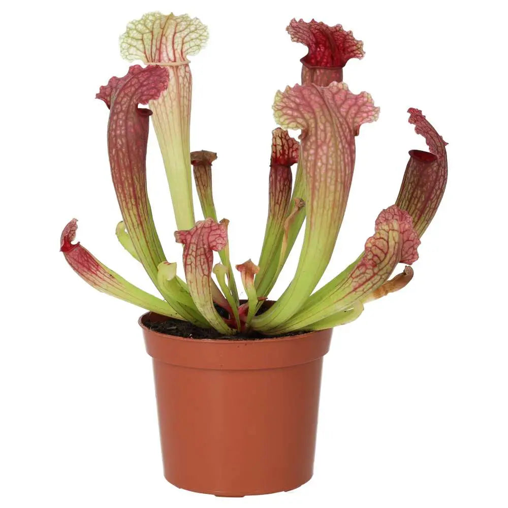 Buy Purple Trumpet Pitcher Plant (Sarracenia sp.) online