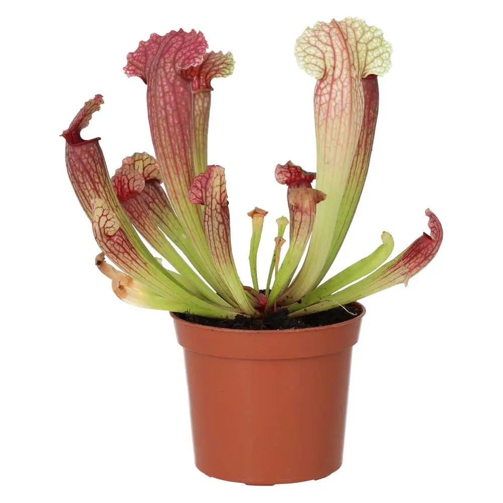 Buy Purple Trumpet Pitcher Plant (Sarracenia sp.) online