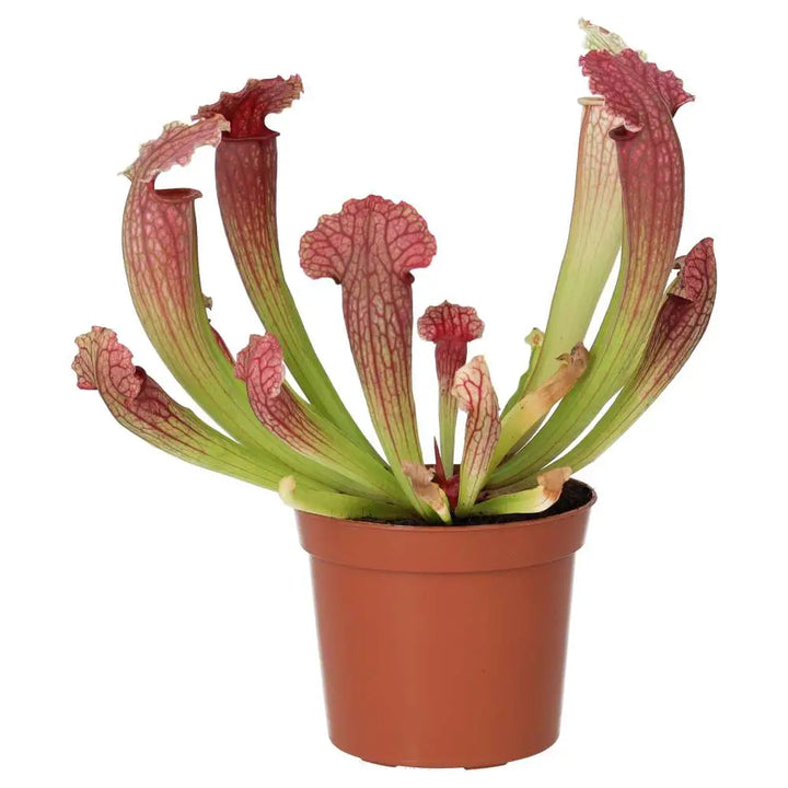 Buy Purple Trumpet Pitcher Plant (Sarracenia sp.) online