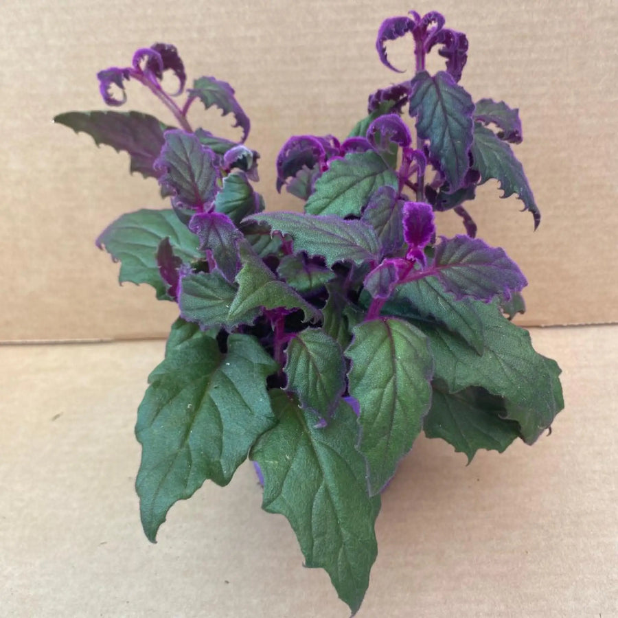 Purple Velvet Plant (Gynura Aurantiaca) Live Plants
