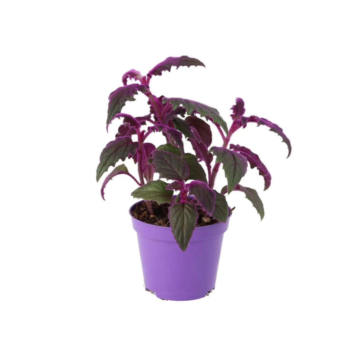Buy Purple Velvet Plant (Gynura aurantiaca) online
