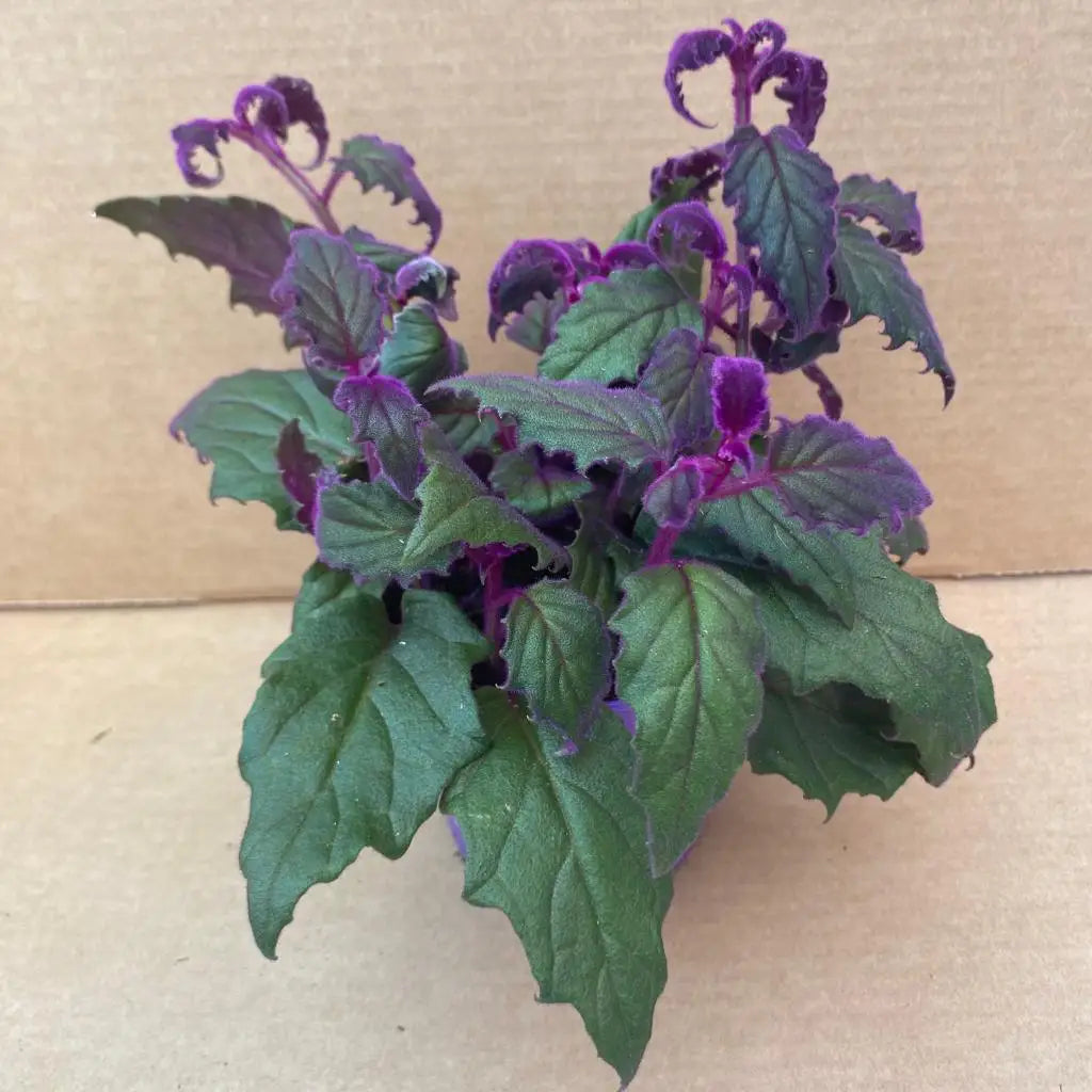 Buy Purple Velvet Plant (Gynura aurantiaca) online